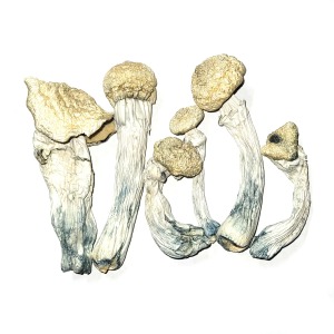 Mushrooms for sale
