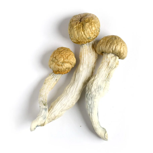 Buy Shrooms online - Mushrooms for sale